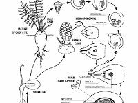 Zamia, Life Cycle  mature sporophyte, microsporophyl, megasporophyl, gametophyte, sporeling, antherozoid, female cone, male cone, Zamiaceae : mature sporophyte, microsporophyl, megasporophyl, gametophyte, sporeling, antherozoid, female cone, male cone, Zamiaceae