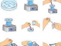 Acid Fast Stain  Carbol Fuchsin, Bacteria staining, acid fastness, protozoa, basilli