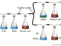 Gas Train With Pea Seeds  Gas train, peas, seeds, indicator, acidic, basic, phenol red, air, water