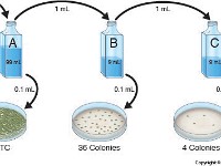 Microbial Populations  colony, bacteria, microbe, TNTC, dilution, sensitivity, population, petri dish, sample