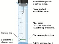 Paper Chromatography  chromatography, paper, thin layer, filter, pigment, separate