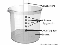 Paper Strip Chromatography  thin layer chromatography, paper, separate, solvent, vapor, beaker, strip, pigment, dot, smear