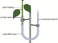 Photometer  plant, shoot, uptake, transpire, evaporation, water, leaf, pipette, ring stand