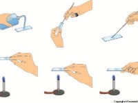 Smear From Solid Culture  bacteria, smear, adhere, slide, stain, gram stain, Bunsen burner