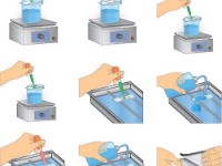 Spore Stain  slide, smear, spore, bacteria, test, colony, acid fastness, gram, gram positive, gram negative