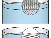 Stearic Acid In Water  dissolve, hydrophobic, emulsion, soluble, density, layer, separatory, immiscible, liquid,  fat