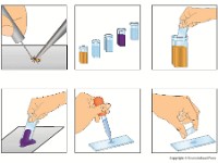 Trichrome Stain  bacteria, stain, plate, smear, 3 components