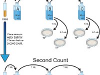 Urinary Tract Infection Experiment  urine, sample, specimen, infection, renal, petri dish, urea, proten, water bath, colony, aliquot, count, first count, second count