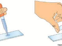 Wet Mount  slide, glass, microscope, liquid, mount, adhere, press, dropper, examine, sample