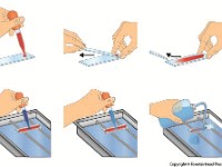 Wrights Stain  slide, stain, bacteria, acid fastness, test, gram positive, gram negative